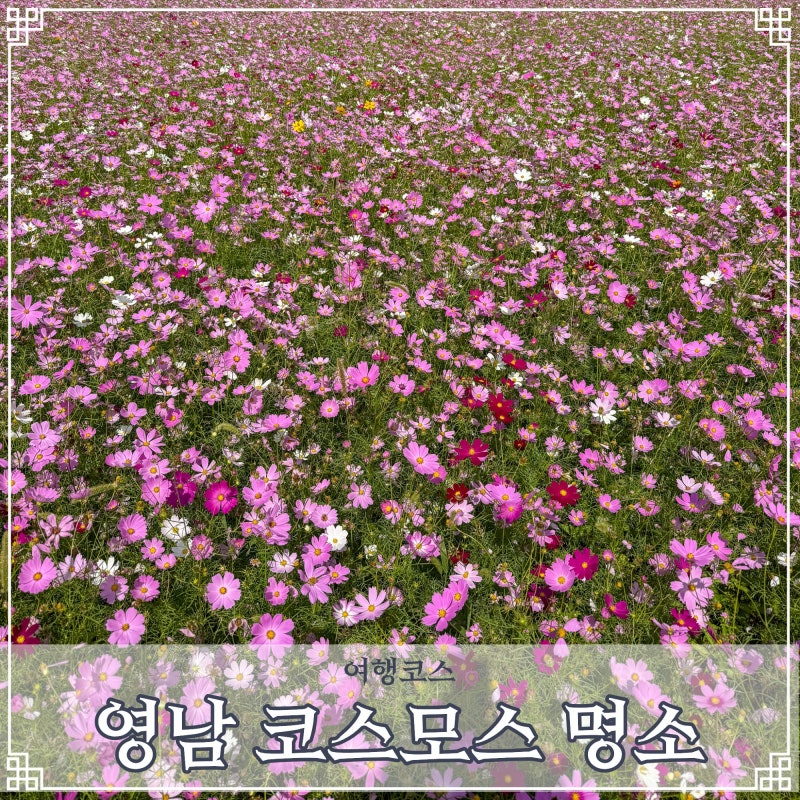 대구 경북 경남 코스모스 명소 9월 10월 가볼만한곳 가을 여행 BEST 5