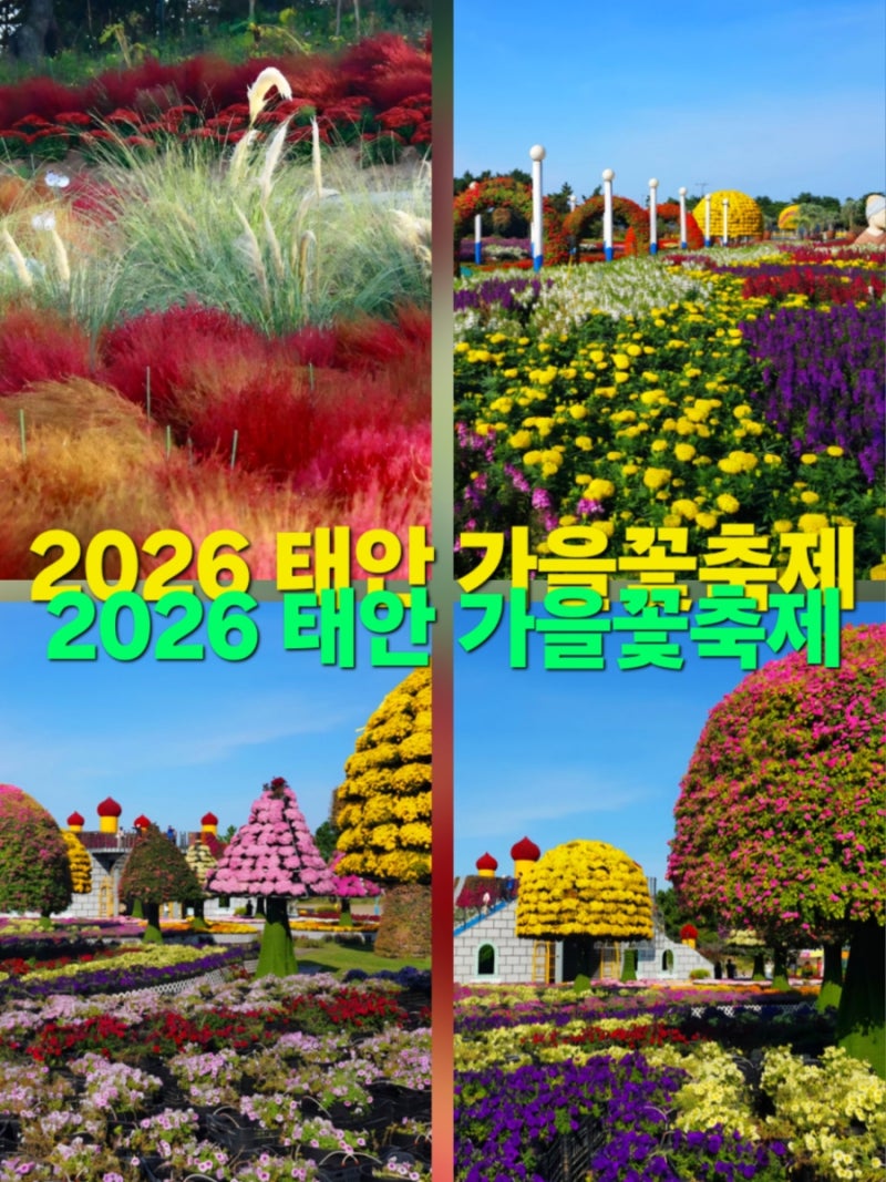 태안 여행 가볼만한곳 2026 태안 가을꽃축제