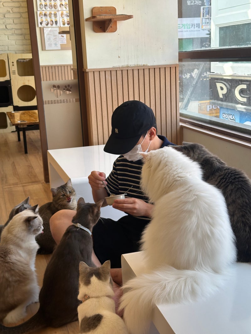 대전은행동데이트 고양이카페 냥이싸롱 이색데이트로 다녀온 후기