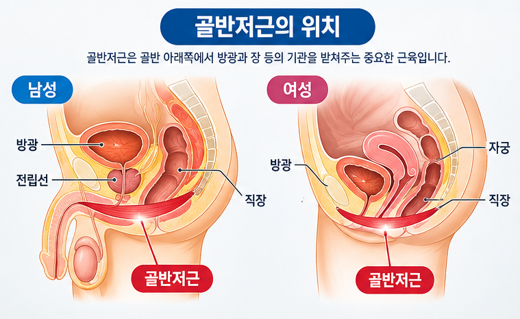 케겔운동, 하루 5분이면 충분할까? 제대로 하는 방법과 흔한 실수
