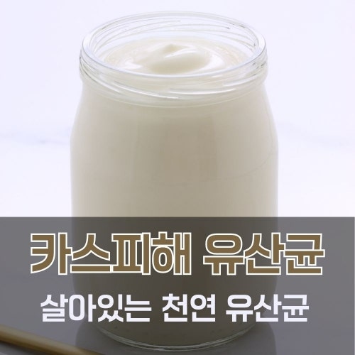카스피해유산균 뜻과 효능, 만드는 방법, 재배양까지 한 번에 정리