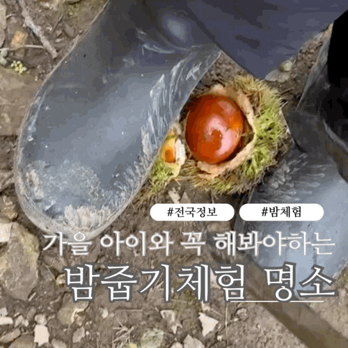 [가을 아이와 가볼만한곳] 밤따기·알밤줍기 체험 추천 (서울근교·충청도)