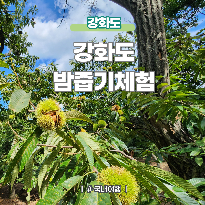 강화도 아이와 가볼만한곳 강화 밤줍기 체험 연화농원 요금 및 이용방법 꿀팁