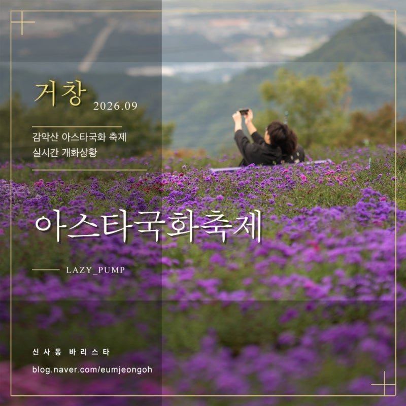 거창 가볼만한곳 감악산 아스타국화 축제 실시간 주차
