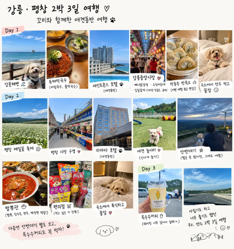 강릉 평창 2박3일 애견동반 여행 코스 | 세인트존스호텔·평창라마다·중앙시장 솔직후기