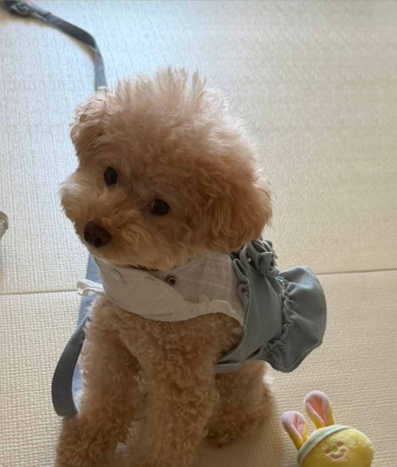 강아지 펫보험 몇 살부터 가입할까? 심장병 진단과 병원비 청구 후기