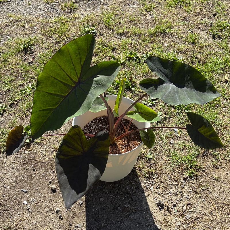 콜로카시아 블랙매직 신엽 런너 라이좀이 또 나왔다