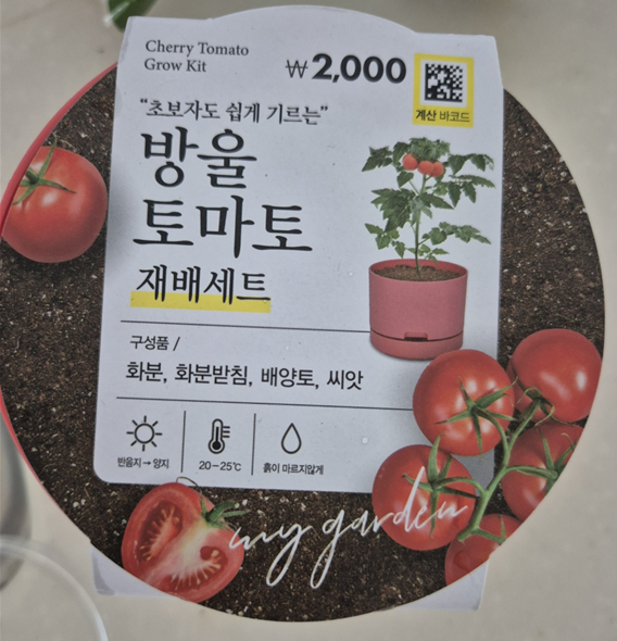 [일상] 다이소 방울토마토 키우기