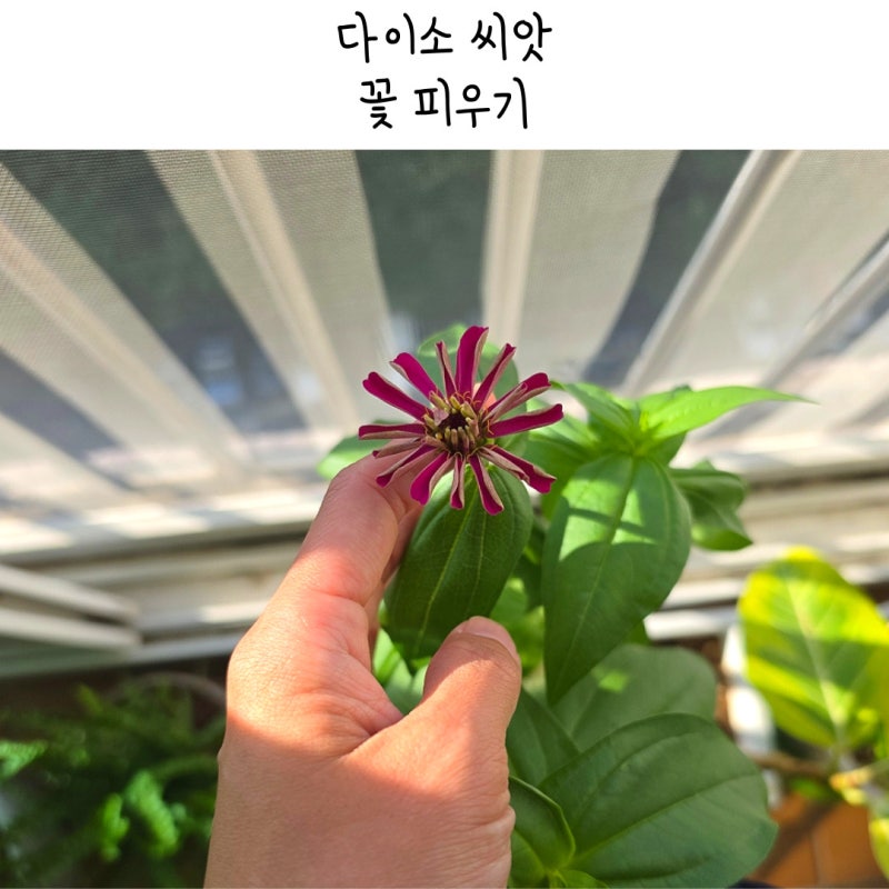 다이소 식물 백일홍 씨앗 꽃기린 몬스테라 기르기