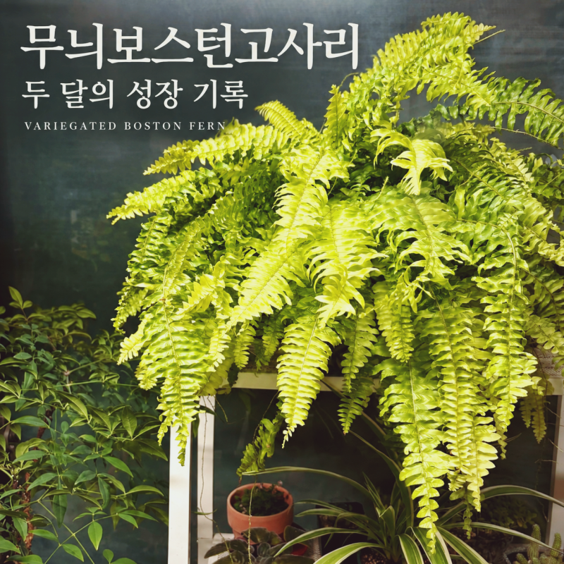 무늬보스턴고사리 키우기, 두 달 만에 풍성해진 성장과 러너 번식