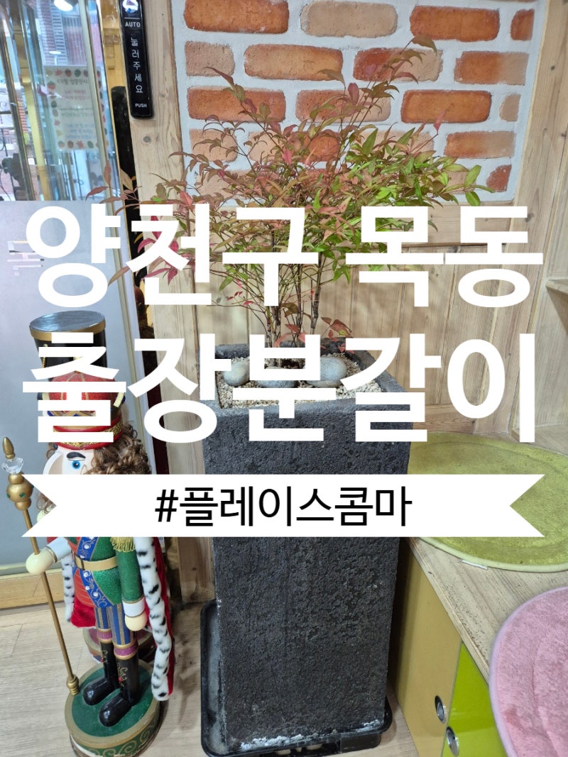 양천구 목동 출장분갈이｜가정집 컬러벤자민부터 유치원 대형화분 식물교체까지