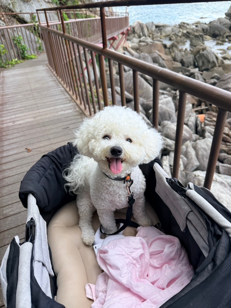 양양 애견동반 가볼만한 곳 죽도암 바다 산책