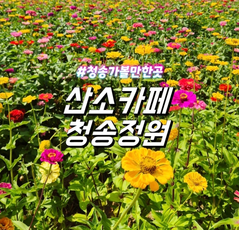 청송 가볼만한곳 산소카페 청송정원 백일홍 가득했던 가을여행