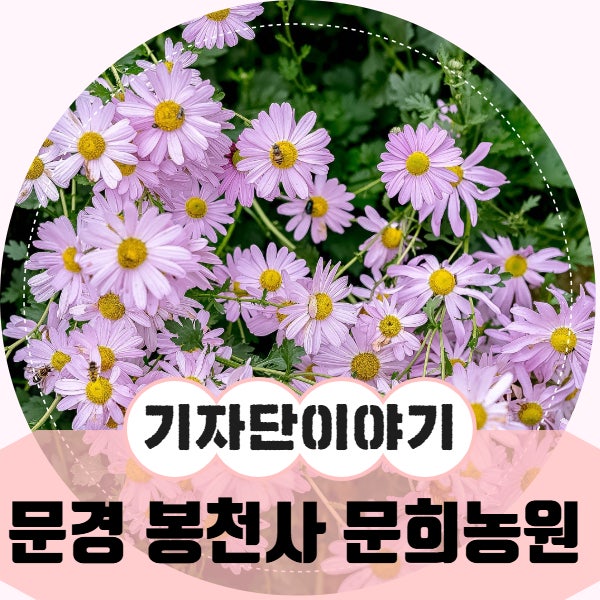 가을 들녘을 연보랏빛으로 수놓는 문경 개미취 명소, 봉천사 문희농원 여행
