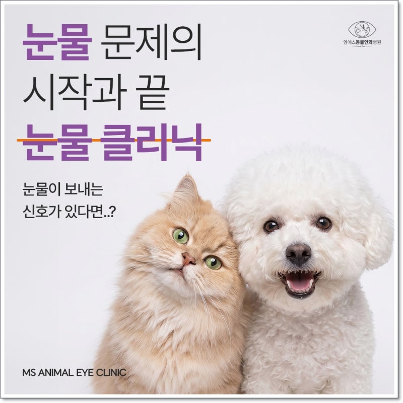 강아지 다래끼, 눈이 부었다고 모두 같은 질환이 아닙니다