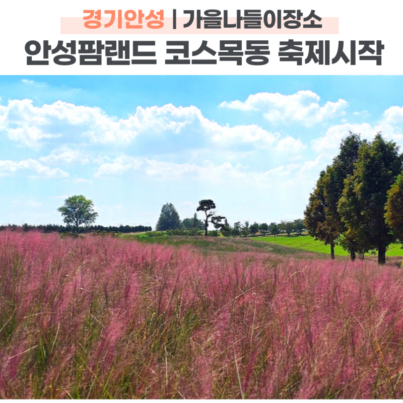 안성 아이와 가볼만한곳 안성팜랜드 핑크뮬리 코스모스 축제 아이랑 입장료 주차 관람 꿀팁 ....