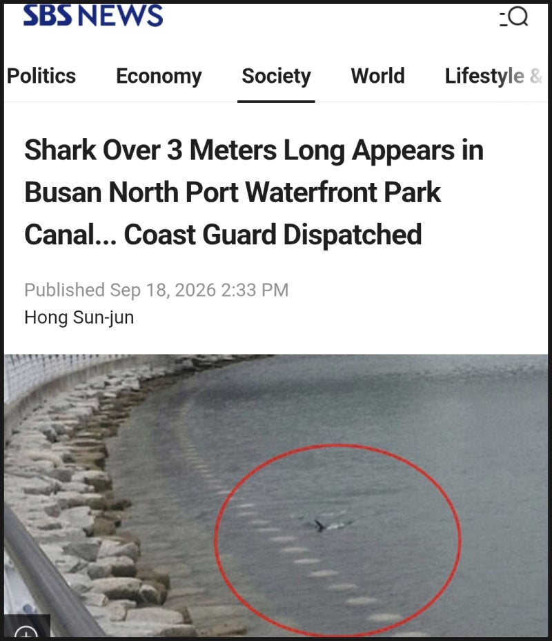 부산 상어 출몰 영어기사 at 북항친수공원