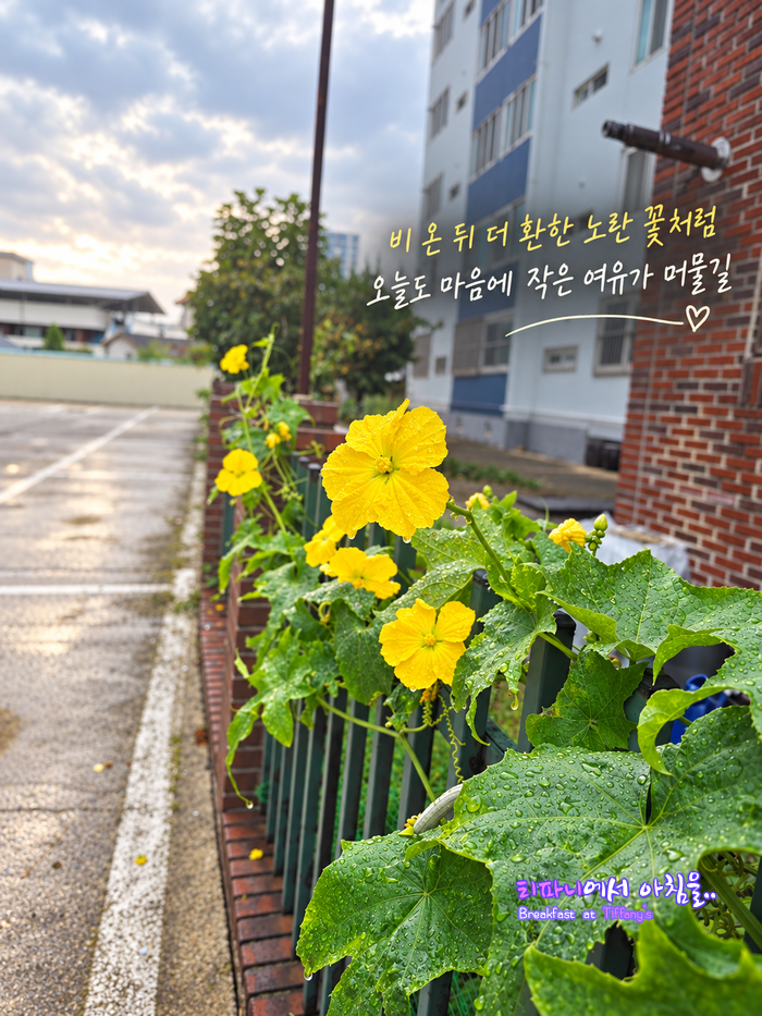출근길에 만난 노란꽃의 정체 | 알고 보니 수세미~! 키우기부터 활용방법까지