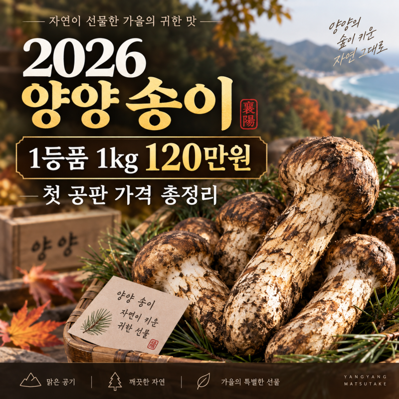 2026 양양 송이 가격 총정리｜첫 공판 1kg 120만원·등급별 가격·송이축제 일정