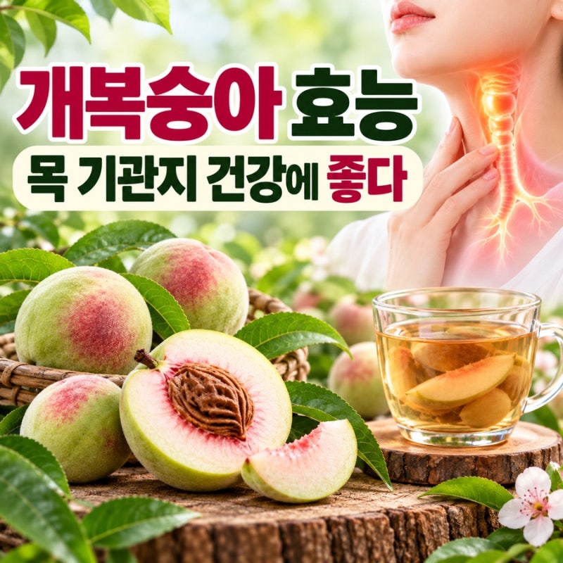 개복숭아 효능 목 기관지 건강에 좋다