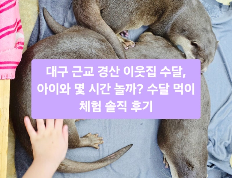 대구 근교 경산 이웃집 수달, 아이와 몇 시간 놀까? 수달 먹이 체험 솔직 후기