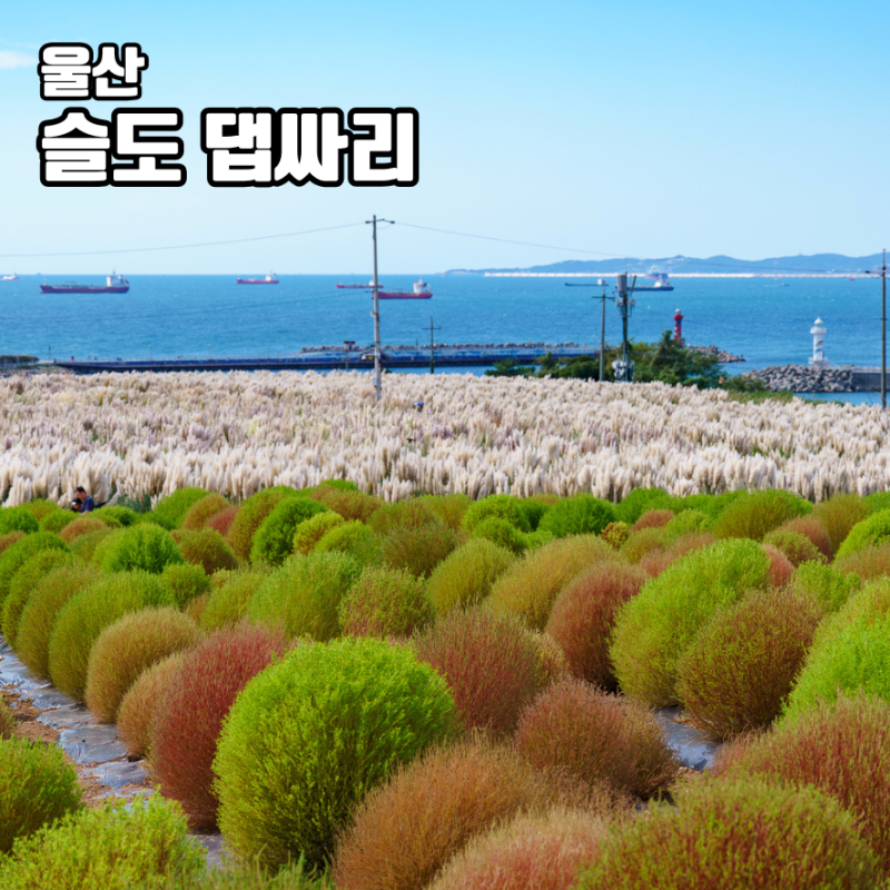 울산 슬도 댑싸리 팜파스 명소 가을 가볼만한곳 주차장