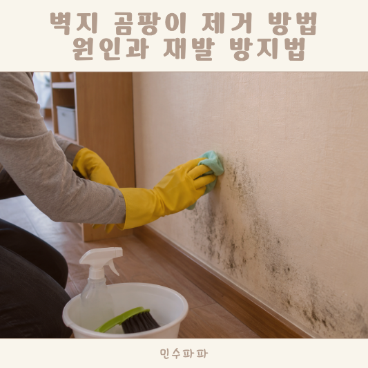 벽지 곰팡이 제거 방법 락스 쓰기 전 꼭 알아야 할 원인과 재발 방지법