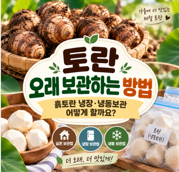 토란 오래 보관하는 방법｜흙토란 냉장·냉동보관 어떻게 할까요?