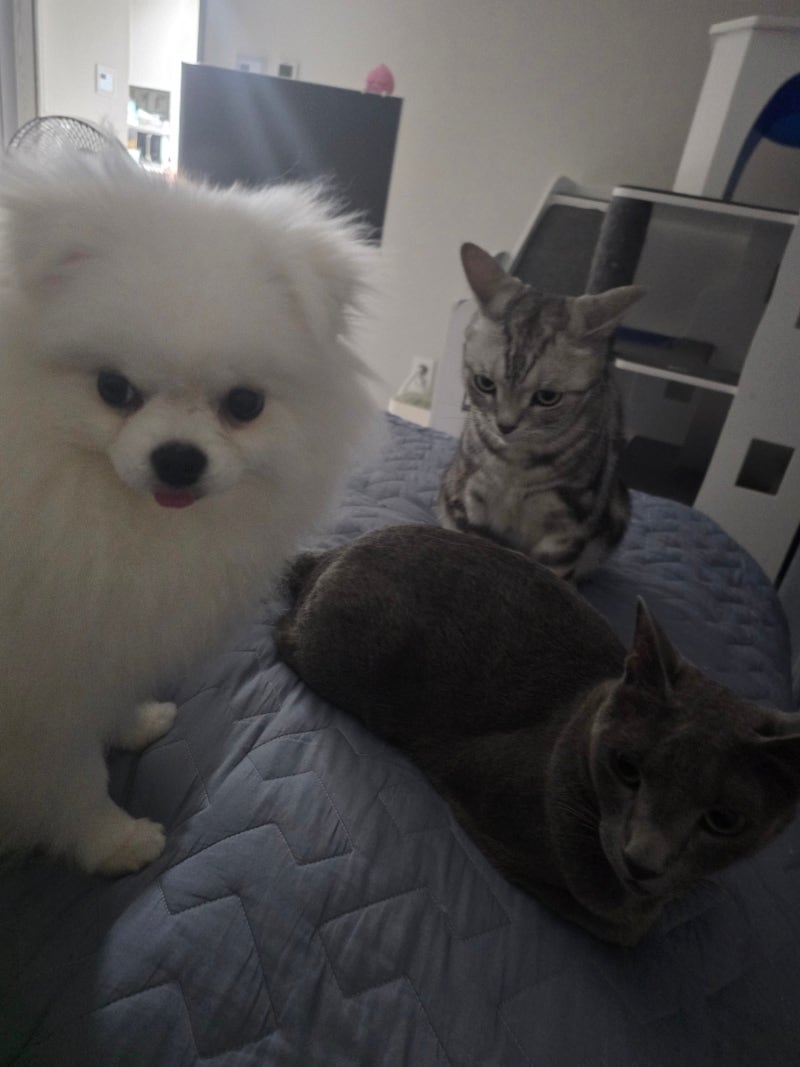 강아지 고양이 펫 보험 청구 후기(feat 삼성화재펫보험, 부산 고양이 병원 추천 다솜고양이메....