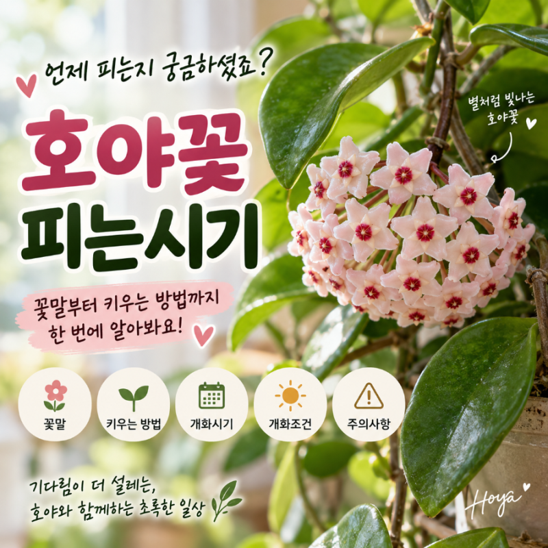 호야꽃피는시기 언제일까? 꽃말부터 호야 키우는 방법과 개화조건까지