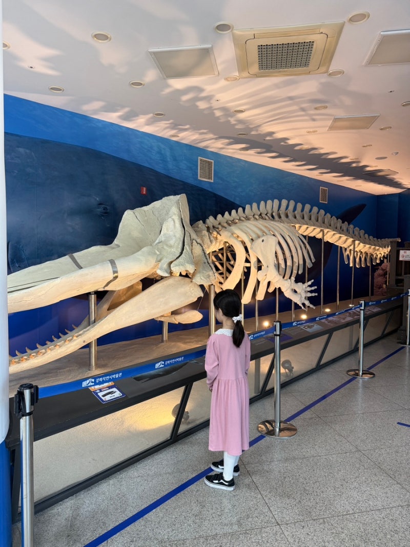 Ganghwado Travel: Ganghwa Natural History Museum, a Must-Visit Place with Kids