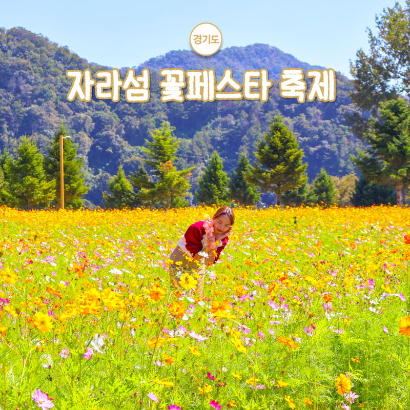경기도 가평 가을꽃축제 자라섬 꽃 페스타 2026