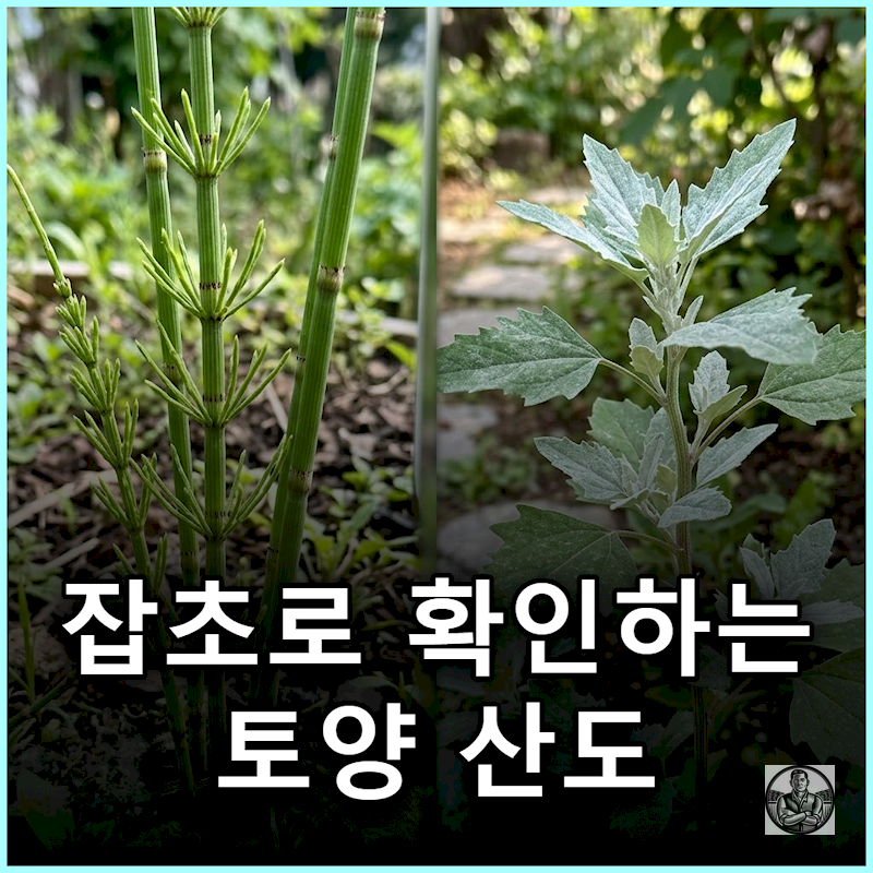 "측정기 없어도 바로 안다" 텃밭 잡초로 구별하는 토양 산도 기준