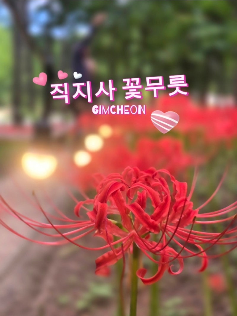 경북 꽃무릇 명소 가볼만한곳 김천 직지사 꽃무릇 위치 실시간 개화상황 주차 정보