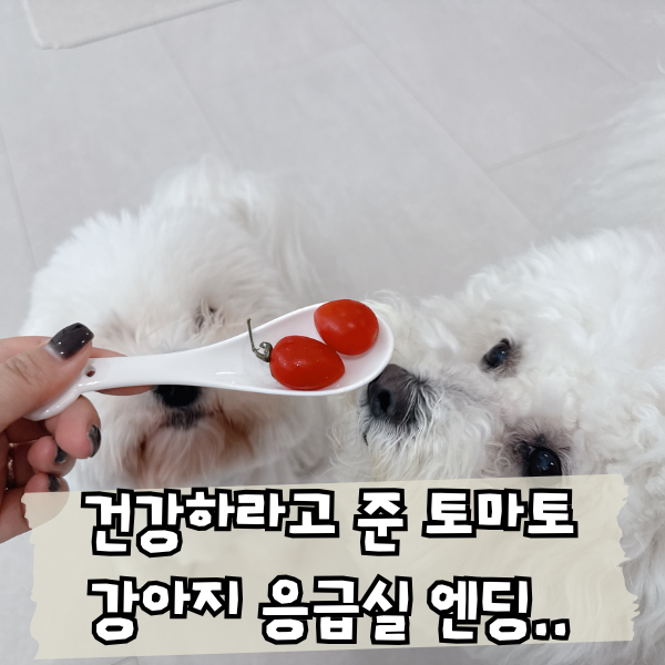 잘못주면 응급실가는 과일, 강아지 토마토 방울토마토 주의하세요