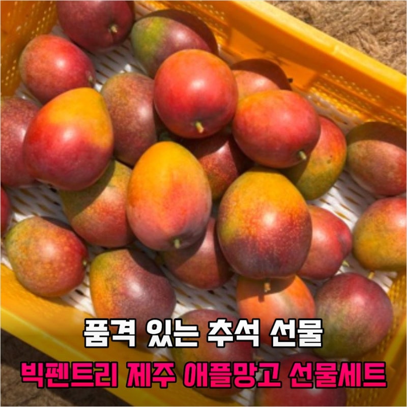 아직도 뻔한 선물하세요? 30만 원대 가치 주는 빅펜트리 제주 애플망고 선물세트 대반전