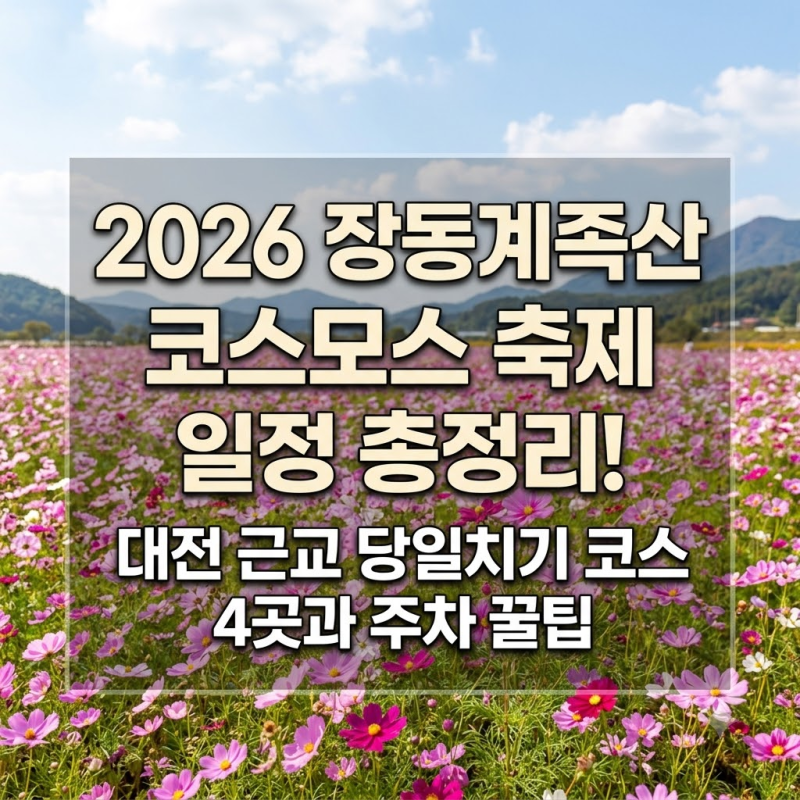 2026 장동계족산 코스모스 축제 일정 총정리! 대전 근교 당일치기 코스 4곳과 주차 꿀팁