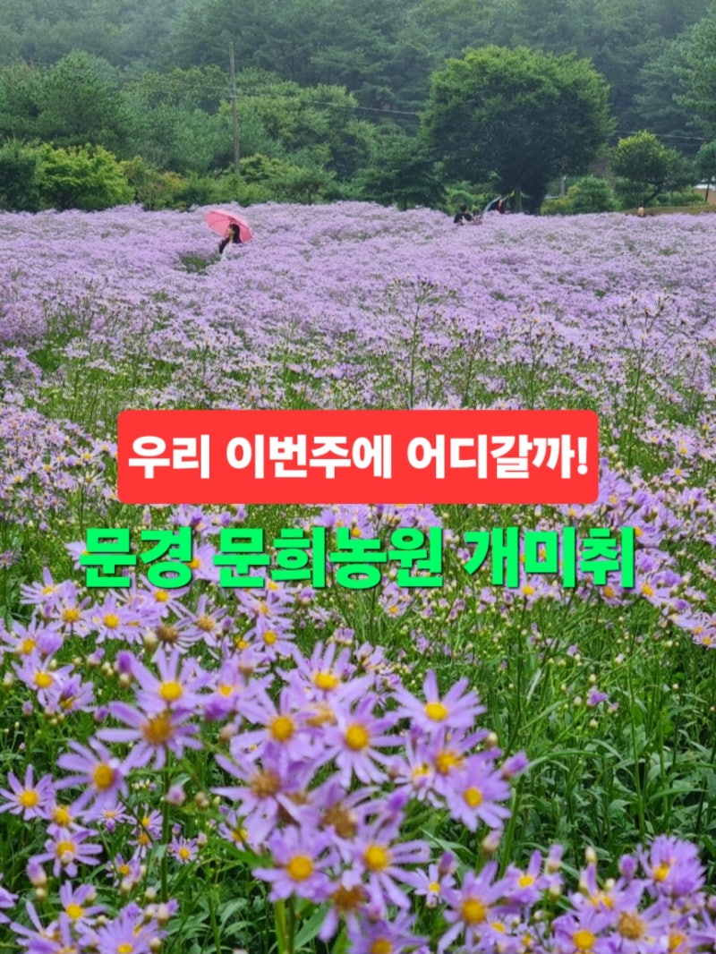 경북 문경 가볼만한곳 문희농원 개미취 축제