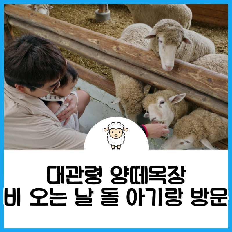 대관령 양떼목장 아기랑 비 오는 날 다녀온 후기 - 수유실 전자레인지 우산 대여까지