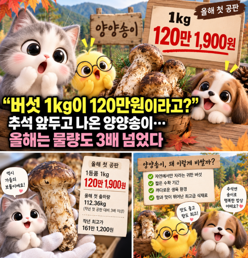 “버섯 1kg이 120만원이라고?” 추석 앞두고 나온 양양송이…올해는 물량도 3배 넘었다