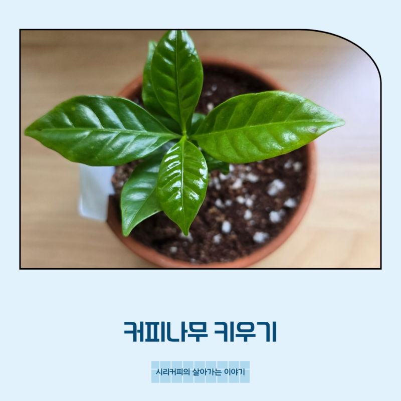 커피나무 키우기