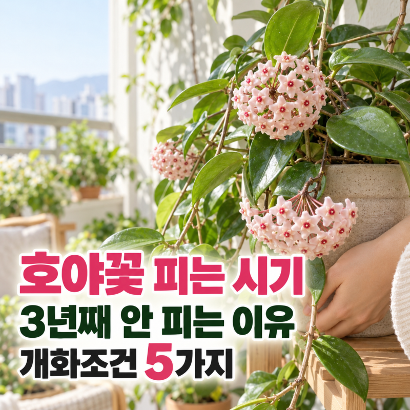 호야 꽃 피는 시기 총정리! 호야꽃 종류부터 물주기·분갈이·꽃 진 후 관리까지
