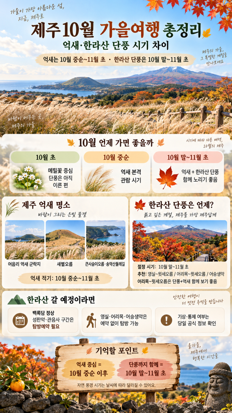제주 10월 가을여행 총정리｜억새·한라산 단풍 시기 차이
