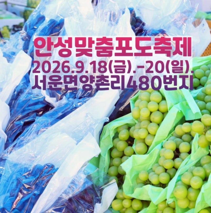 [안성]맞춤 포도축제 완벽 가이드! 와인 만들기부터 초청가수 공연까지