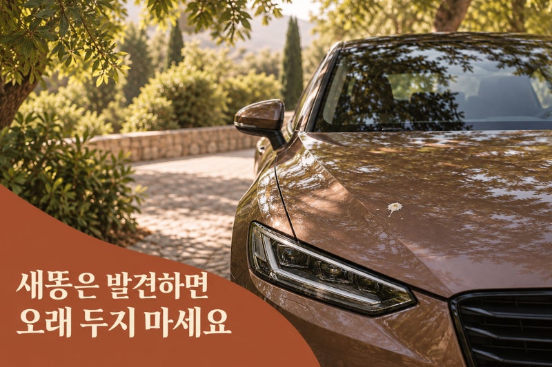 자동차 새똥 제거, 물티슈로 닦아도 될까요? 도장면을 지키는 관리법