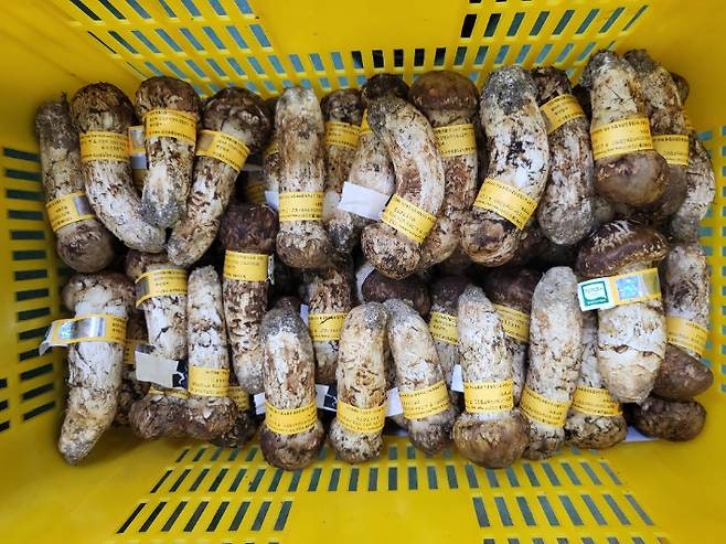 양양송이 첫 공판에 110kg 쏟아졌다…1등품 1kg에 120만원 낙찰