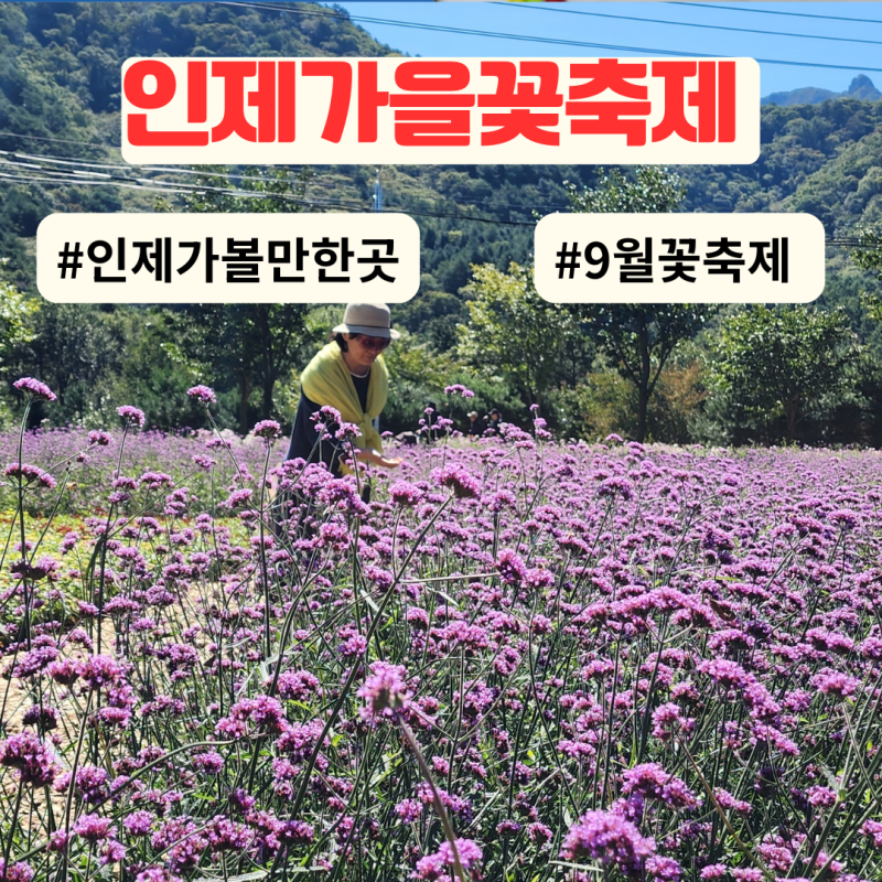 2026 인제 가을꽃축제 기본정보 일정 주차 입장료 인제 가볼만한곳