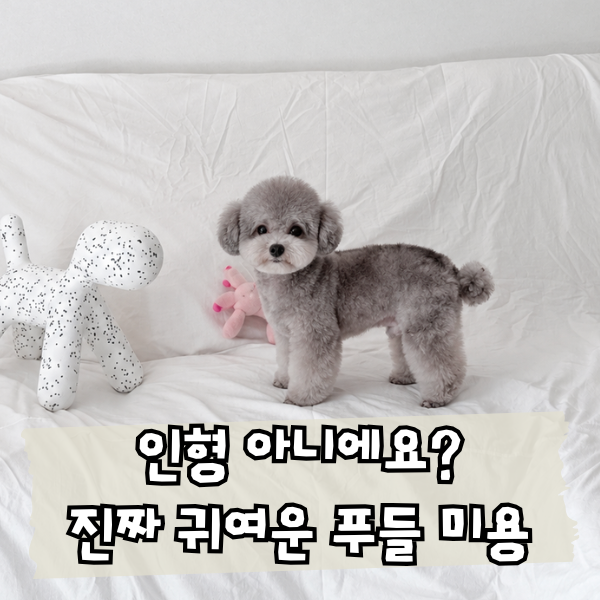 실버 토이 푸들 미용 스타일, 강아지 스포팅 곰돌이컷