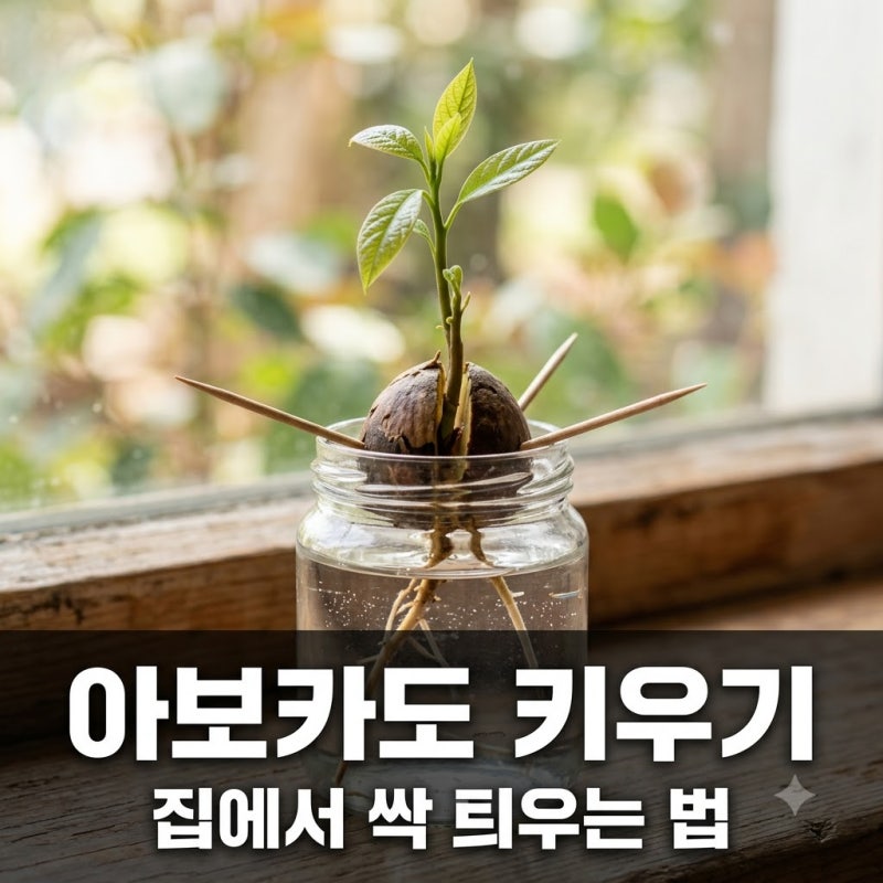 아보카도 씨앗 발아 정말 될까? 집에서 싹 틔우는 가장 쉬운 방법