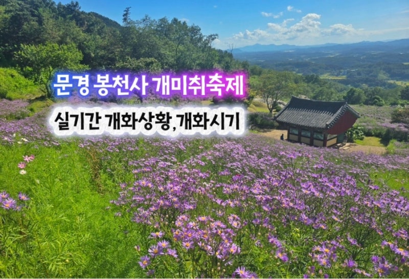 경북 문경 봉천사 개미취 축제 실시간 개화상황 축제기간 기본정보
